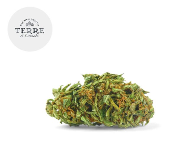 Silver Haze CBD 18% - Terre di Cannabis